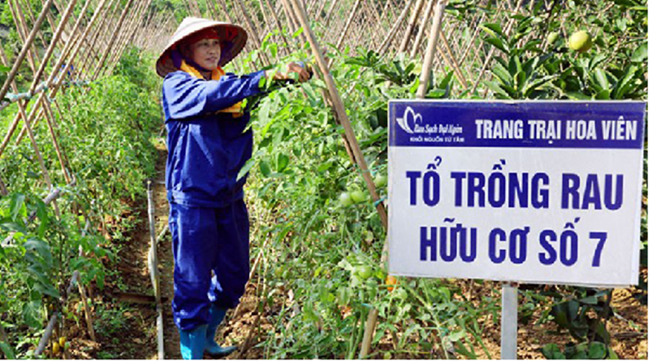 Hiệu quả từ sản xuất rau an toàn, rau hữu cơ