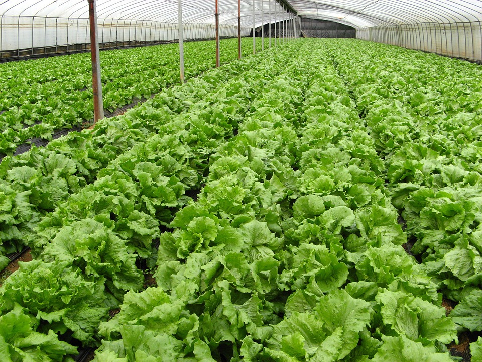 VOAA – Bản tin Nông nghiệp Hữu cơ tháng 4 năm 2022