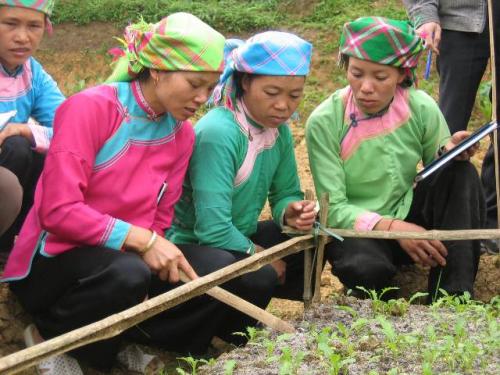 Cẩm nang trồng rau hữu cơ