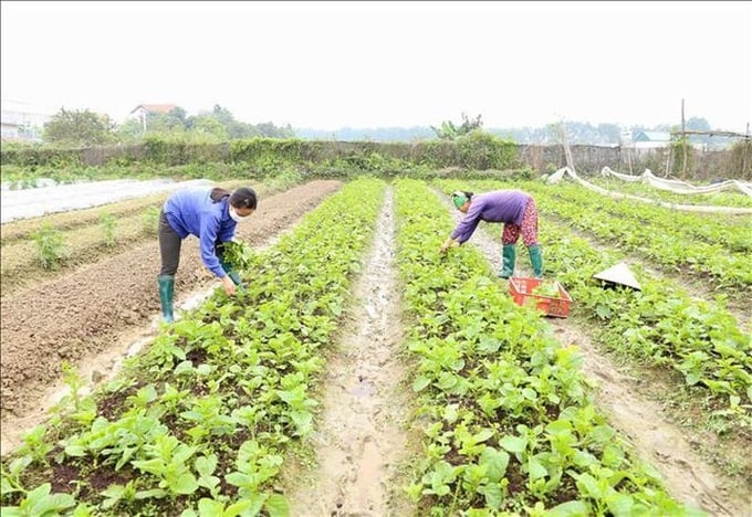 Chuyện lạ ở rau hữu cơ: Nông dân coi người Thanh tra, Kiểm soát là “bảo bối”