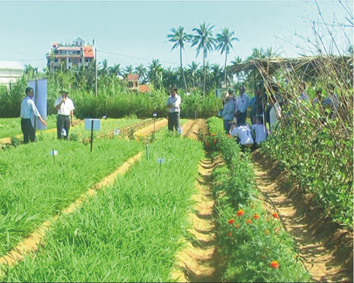 Khu vực sản xuất hữu cơ Thanh Đông
