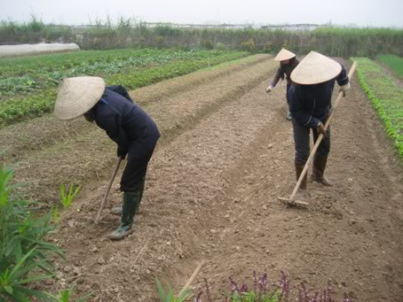 Chuẩn bị đất trước khi gieo trồng hữu cơ