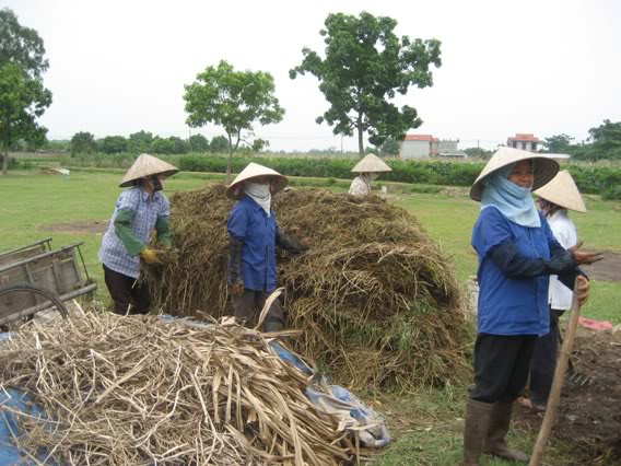 Làm phân ủ nóng và chuẩn bị đất