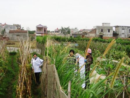 Sự khác nhau giữa phương pháp sản xuất rau hữu cơ và rau an toàn