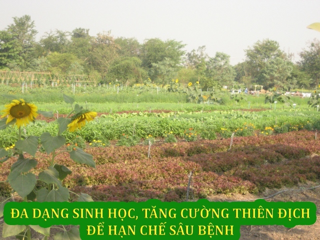 Sản xuất hữu cơ — ảnh 2 — PGS Việt Nam