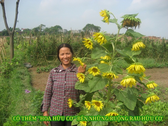 Sản xuất hữu cơ — ảnh 4 — PGS Việt Nam