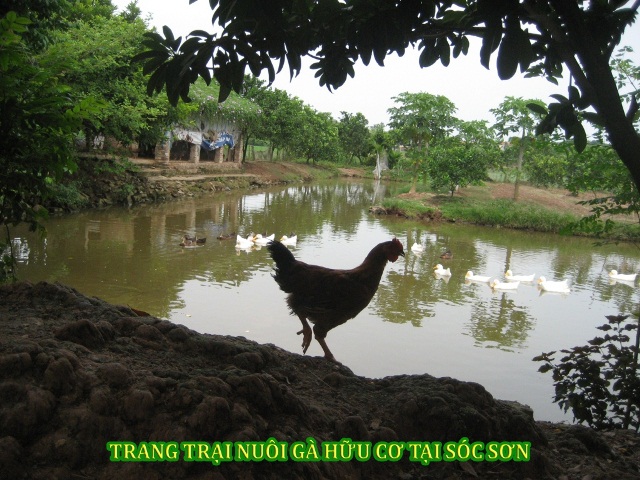 Sản xuất hữu cơ — ảnh 5 — PGS Việt Nam