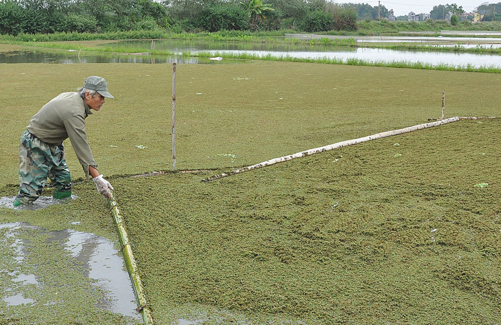 Vai trò, ứng dụng của cây bèo hoa dâu trong nông nghiệp hữu cơ 1