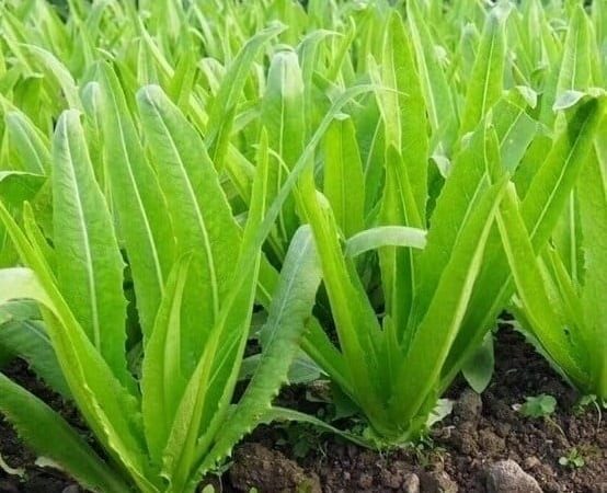 Loại rau giàu canxi gấp đôi sữa: Ăn sống hay nấu chín cũng giúp xương chắc khỏe