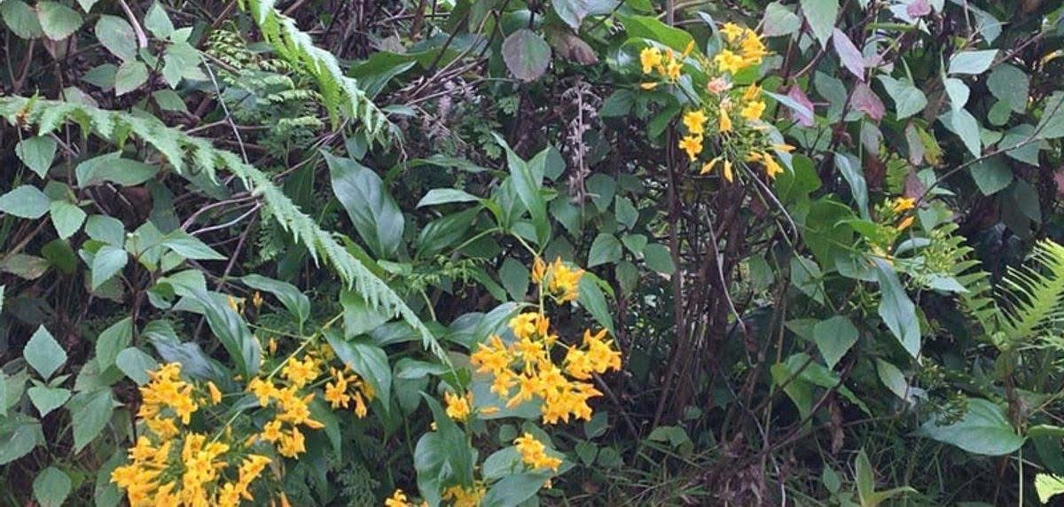 Lá ngón mọc hoang trong tự nhiên với hoa vàng đặc trưng, tiềm ẩn nguy cơ gây ngộ độc chết người nếu tiếp xúc hoặc sử dụng.