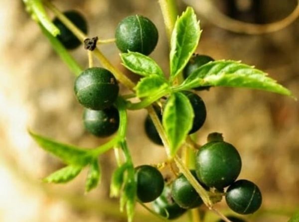 Vị thảo dược ví "quý hơn sâm" này có gì đặc biệt mà nhiều người pha uống hàng ngày, càng khỏe