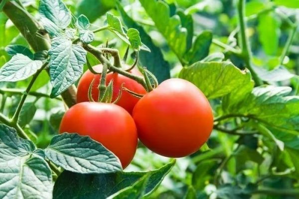 Sự thật khó tin ít người biết về cây cà chua