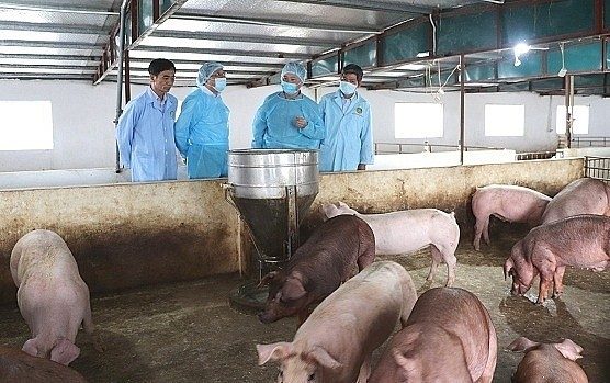 UBND TP.HCM đề nghị các sở, ban, ngành, địa phương tập trung triển khai đồng bộ các giải pháp ngăn chặn vi rút LMLM serotype SAT1. Ảnh: minh họa