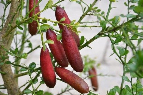 Loại quả từng suýt biến mất nay thành đặc sản xa xỉ