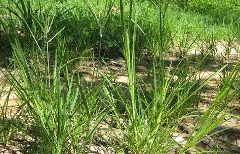 Cỏ mần trầu: Thanh nhiệt, mát gan từ tự nhiên