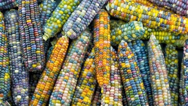 Bí quyết giữ trọn vị giòn ngọt cho ngô trái cây