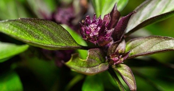 3 loại cây gia vị nên trồng trong năm Bính Ngọ