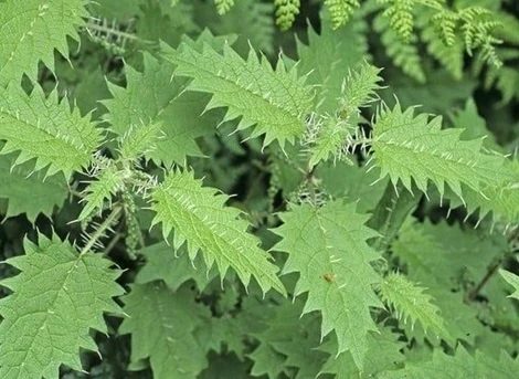 Cây tầm ma thường được người dân sử dụng làm bánh gai, bánh ít, lấy sợi dệt lưới đánh cá. Tuy nhiên, ít người biết rằng, cây tầm ma còn là một thảo dược có thể trị được nhiều loại bệnh.