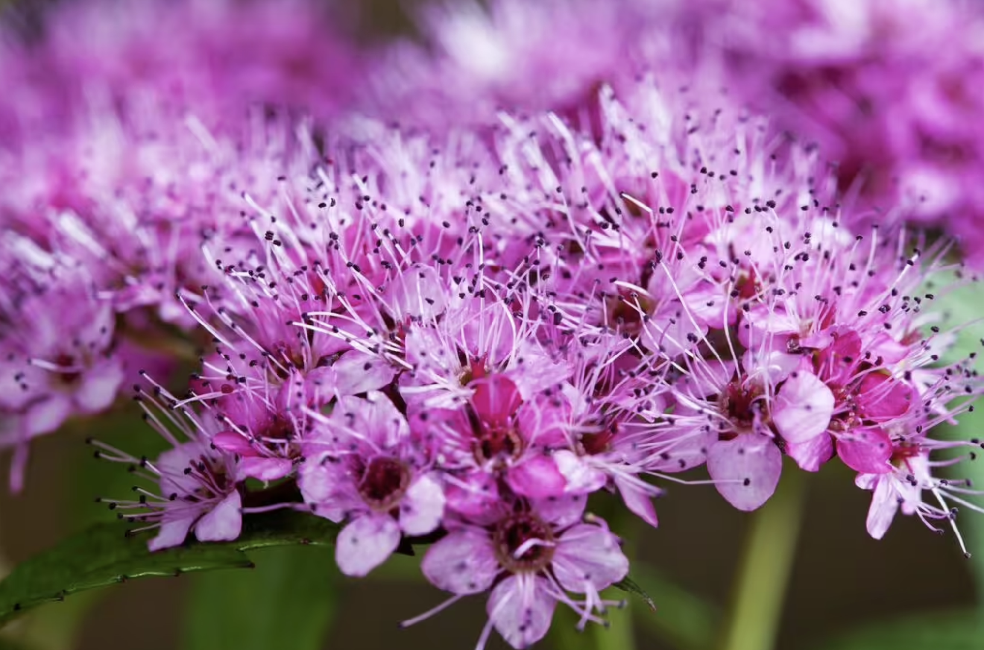 2. Cây tiểu tú cầu (Spiraea)