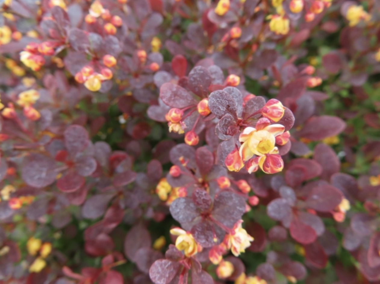 3. Cây hoàng liên gai Sunjoy Todo (Sunjoy Todo Barberry)