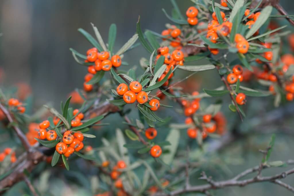 4. Cây táo gai (Firethorn)