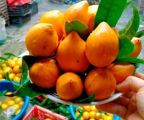 Loại quả xưa chín rụng đầy sân nay thành đặc sản, trồng một lần thu hoạch nhiều năm