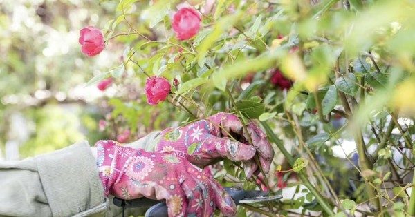 4 loại cây chẳng bao giờ cần cắt tỉa